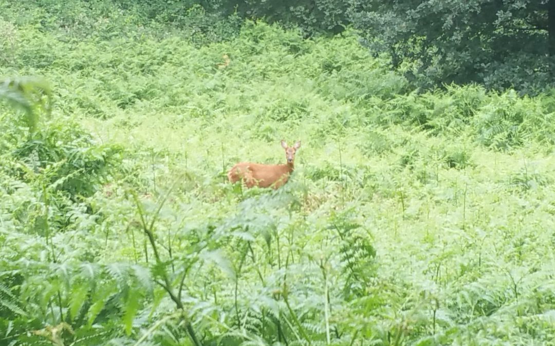 Aandacht voor mens en natuur bij Economisch Domein