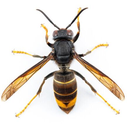 PGP schrijft Artikel 32 brief over Aziatische Hoornaar